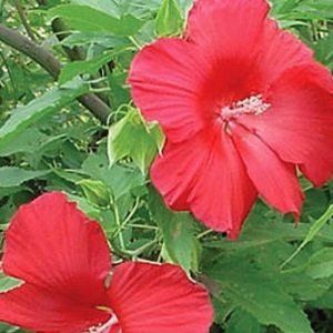 Team Page: Red Hibiscus